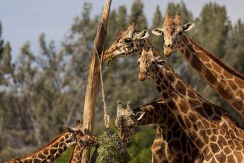 Jirafas en Africam Safari / Andrés Lobato