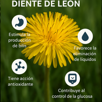 Aunque aún no se cuenta con estudios clínicos amplios en humanos, las investigaciones sugieren que el diente de león podría ayudar en estos aspectos.