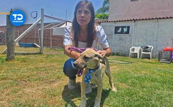 Galleta y Gomita, perritas rescatadas | Elvia García | Andrés Lobato