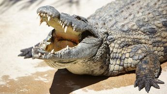 Los cocodrilos suelen encontrarse en zonas tropicales y subtropicales de México. | Foto ilustrativa de un cocodrilo