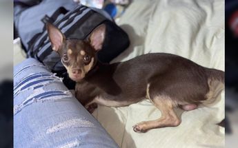 Perrito desaparecido en García | Cortesía Facebook