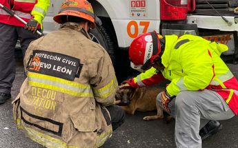 Perrito rescatado en la Independencia en Monterrey | Édgar Plata