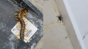 Escuela en Escobedo, Nuevo León, tiene hierba crecida y provoca aumento de insectos en los salones | Fabricio Gallegos