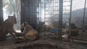Los leones se encontraban dentro de una jaula en malas condiciones.| Especial