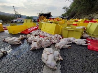 El tráiler volcó y tiró su carga que correspondía a varias toneldas de pollo congelado. | Agustín Martínez