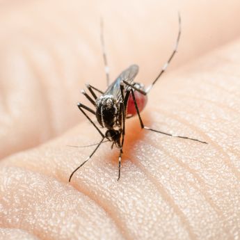 Detectan mosquitos que pueden transmitir enfermedad que paraliza a los humanos