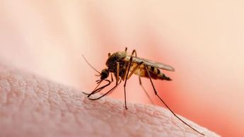 Se duplican casos de dengue en Nuevo León en el 2024