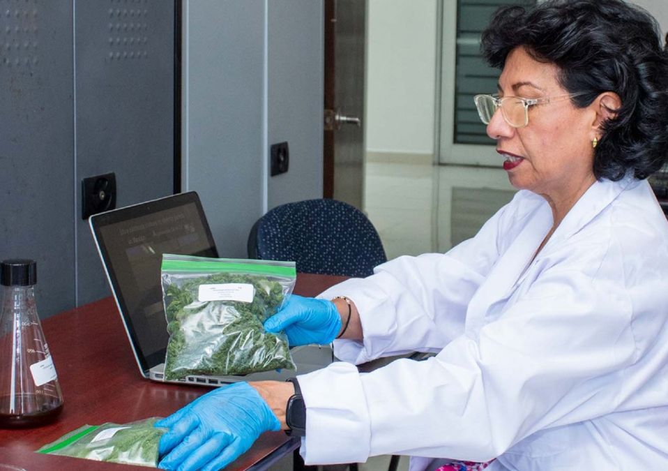 Nuevo León: UANL crea alimento para evitar muerte de camarón