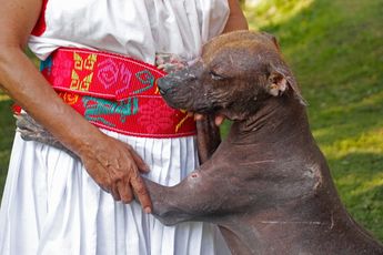 El xoloitzcuintle conduce el alma al Mictlán | Melanie Torres