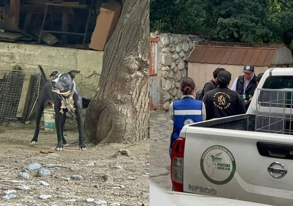 Clausuran presunto criadero de perros en la Carretera Nacional en Monterrey. | Especial