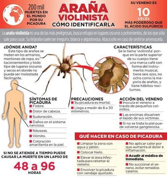 Hombre muere tras picadura de araña violinista