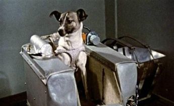 Se cumplen 63 años del lanzamiento de la perrita Laika al espacio en el Sputnik 2