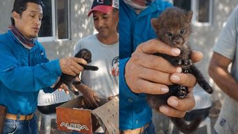 El cachorro de jaguarundí permanece bajo el cuidado de especialistas en el Centro Integral de Salud Animal | Especial