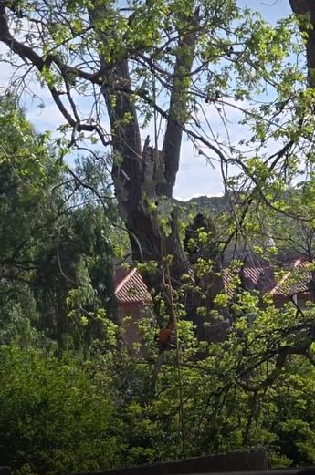 La altura del árbol provocó que el golpe fuera considerable