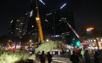 Fueron utilizadas dos grúas para su plantación. / Jorge Carballo.