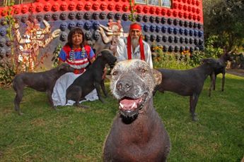 Xoloitzcuintle, el guía de los fieles difuntos que está en el peligro de extinción | Melanie Torres