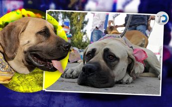 Las tres perritas son hermanas y fueron rescatadas de un hogar donde no tenían buenos cuidados / Agencia Enfoque
