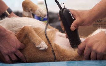 Esterilización gratis de mascotas en CdMx /Cuartoscuro