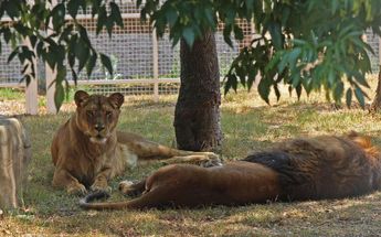 El Zoológico del Altiplano de Tlaxcala cuenta con varios ejemplares de leones | Melanie Torres