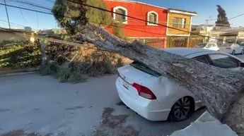 Árbol se cae en colonia Praderas.