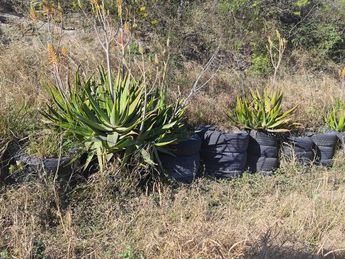 La señora Dinah María Sánchez pide al Municipio de Monterrey ayuda para mantener la jardinera en buen estado. | Francisco Zúñiga Esquivel