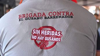 La SEFADER ha desplegado 25 brigadas de técnicos pecuarios para combatir el gusano barrenador del ganado en Oaxaca | Especial