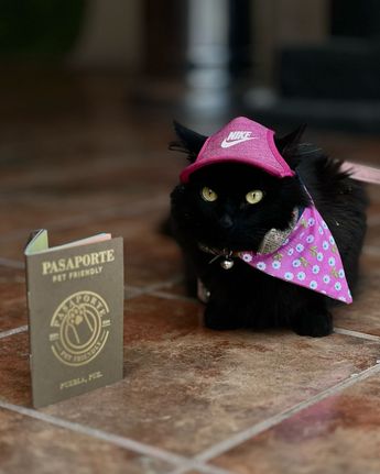 Los pasaportes Pet Friendly dan acceso directo a tu mascota a varios establecimientos / @pasaportepetfriendlypue