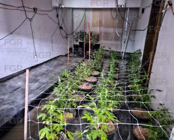 Policías estatales localizan plantas de marihuana y detienen a presuntos implicados| FGR