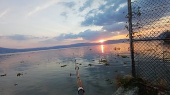 El pescado blanco es una de las especies más afectadas en el Lago de Chapala. | Foto: Gio0bass vía Facebook.