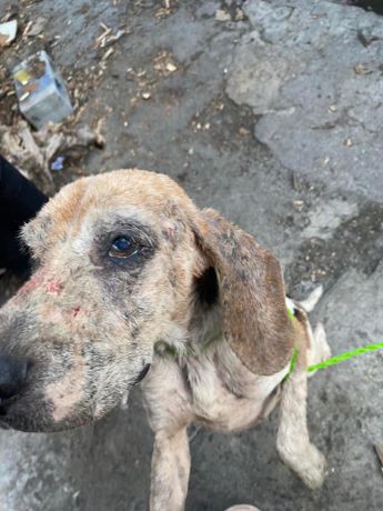 El era 'Rayito', el perrito que era maltratado y fue rescatado en Nuevo León. | Especial