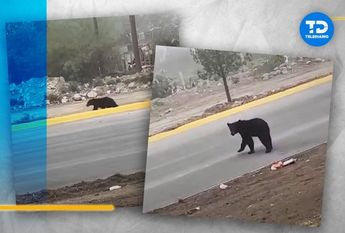 Graban a oso merodeando en libramiento en Arteaga, Coahuila / Oscar Avila