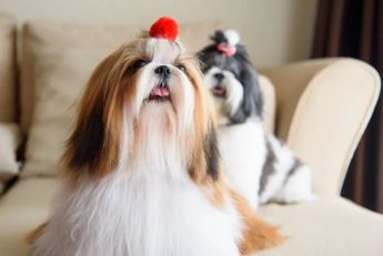 Raza Shih Tzu, entre las más longevas