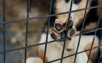Más de 45 por ciento de los delitos de maltrato animal se presentaron fuera del Área Metropolitana de Monterrey. | Archivo