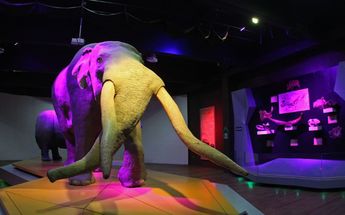 Réplica de un mamut en una de las salas del Museo de la Evolución Puebla | Melanie Torres