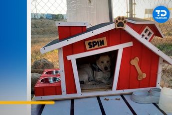 Spin perrito de Oxxo