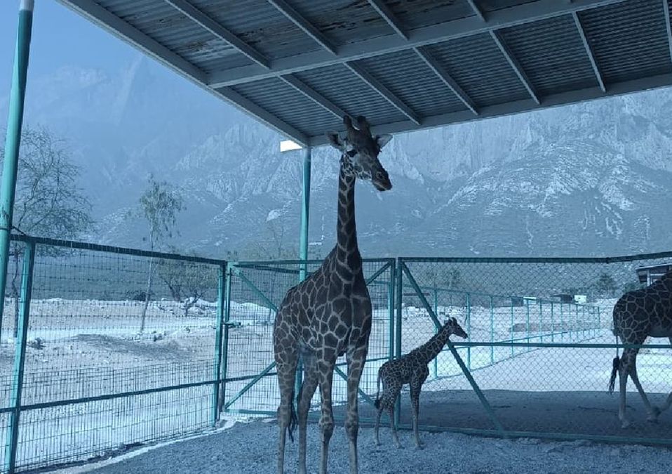 Nace jirafa en Parque Recreativo Xenpal en García; es la tercera del año | Cynthia Pardo