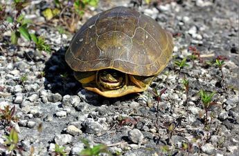 La tortuga caja de tres dedos era una de las especies que el hombre intentó traficar. | Imagen: tortugasexóticas.com