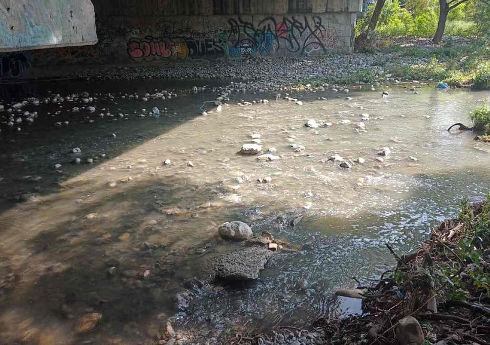 Mueren decenas de peces por presunta contaminación en el río La Silla. | José Luis Marroquín