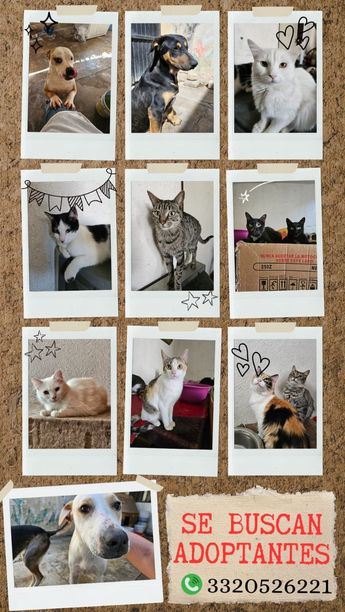 Buscan que personas y familias adopten gatitos/ Especial