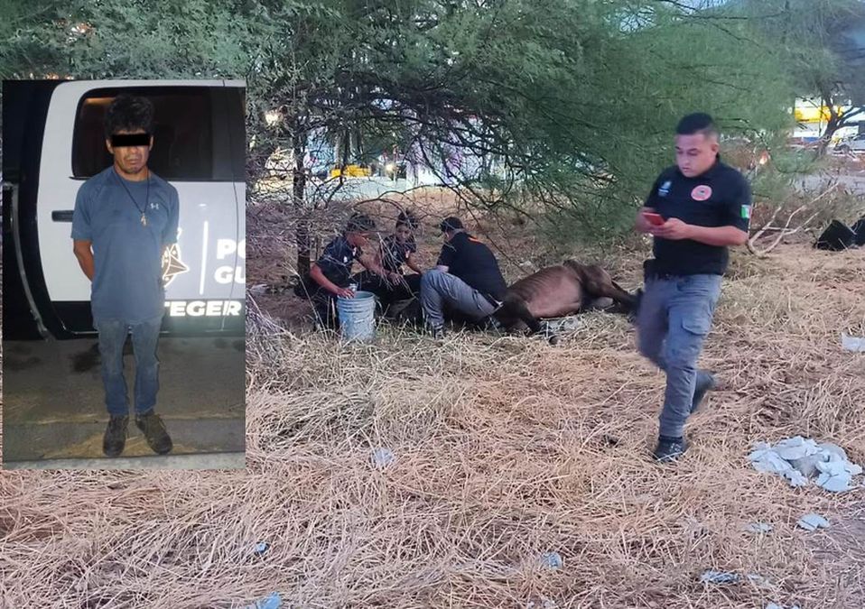 Un hombre fue detenido por presuntamente maltratar a su caballo. | Cortesía