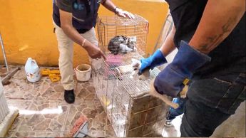 Fiscalía de Jalisco rescata animales en aparentes condiciones de maltrato en Guadalajara