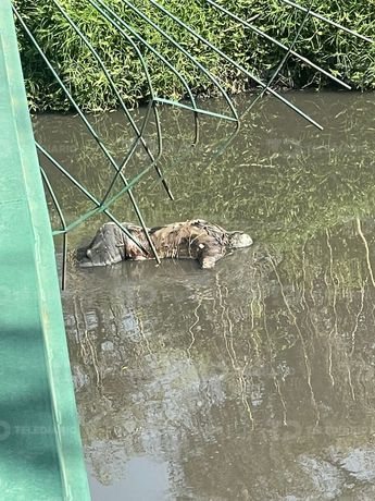 Tras días desaparecido, el cuerpo de Luis Ángel fue hallado sin vida y flotando en el río Atoyac / Cortesía