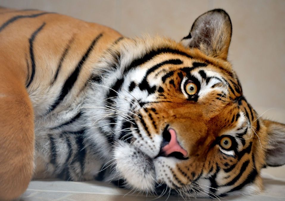 Tigre de bengala rescatado de domicilio en Ecatepec / Lauro Galicia