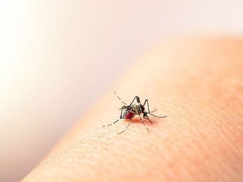 Dengue | Cortesía