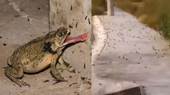 Sapos en Ciénega de Flores, Nuevo León | Especial