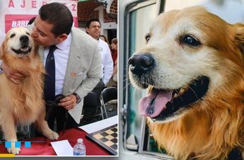 Tommy ha acompañado a Alejandro Armenta a legislar en favor de los animales / Diseño TD