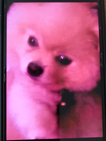 Perrita pomeranian 'Blue' de Alfredo Guzmán. | Abraham FloresGarduño