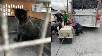 Oso hallado en Ciénega de Flores. / Especial