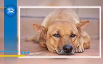 Un perrito sufrió la mutilación de sus patas en Hidalgo | Especial