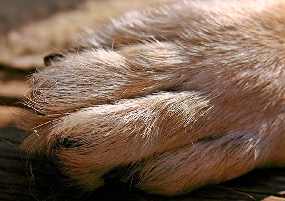 Un perrito fue asesinado sin razón aparente por un hombre. | Archivo